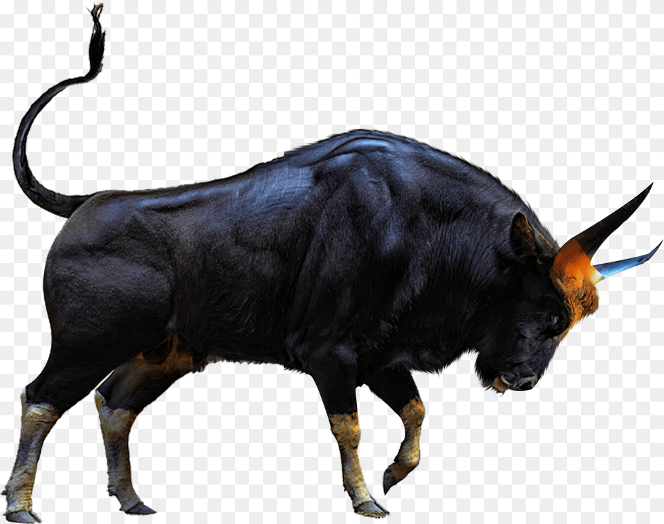 Sr Editing Zone, Animal, Bull, Mammal, Cattle Free Png
