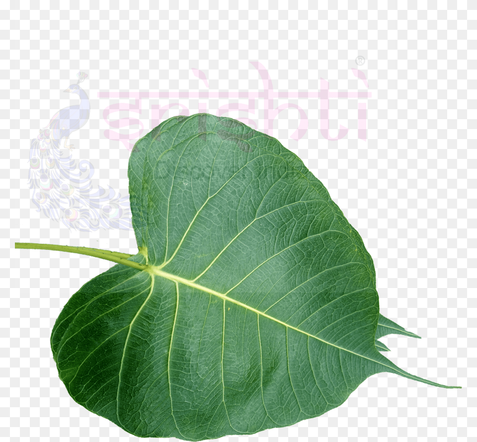 Srfu Ashwatha Leaf Fresh American Aspen, Plant, Flower, Herbal, Herbs Free Png
