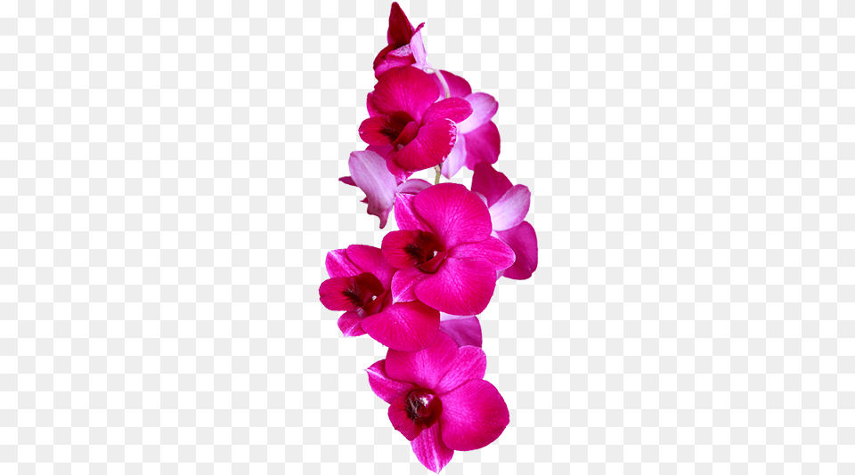 Sri Lanka Flower, Plant, Geranium, Petal, Orchid Free Png Download