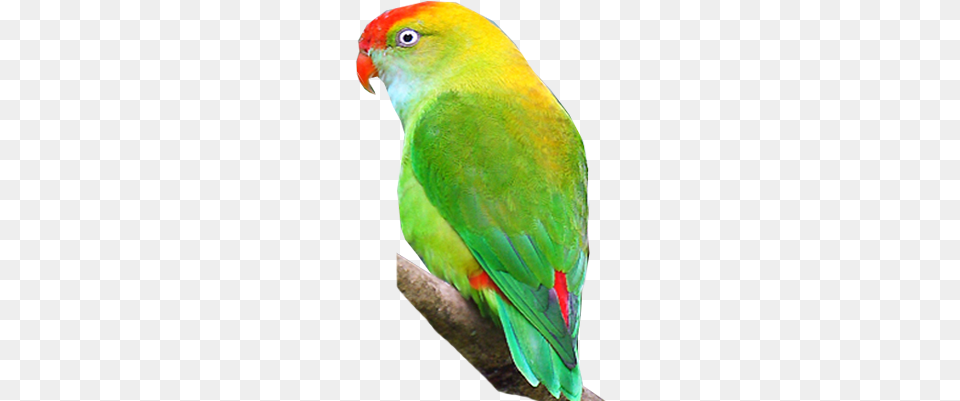 Sri Lanka Hanging Parrot Sri Lanka Hanging Parrot, Animal, Bird, Parakeet Free Transparent Png