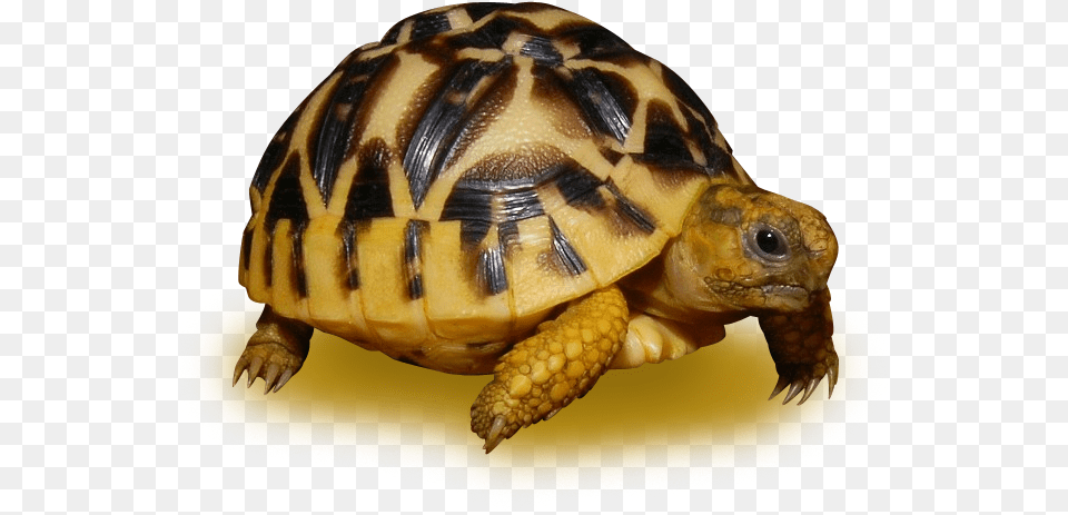 Sri Lanken Star Tortoise Sri Lankan Star Tortoise Tortoise In Sri Lanka, Animal, Reptile, Sea Life, Turtle Free Png