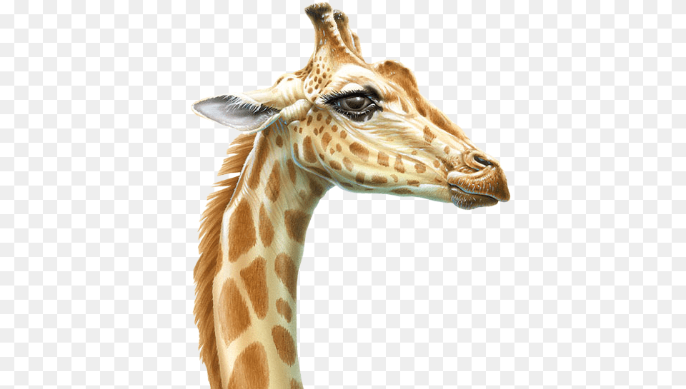 Srq8o2qynol8hepbnuo Giraffe Illustration, Animal, Mammal, Wildlife Png
