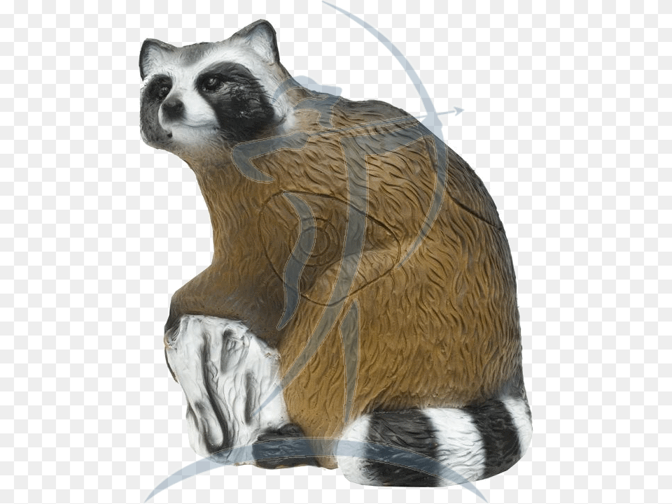 Srt Racoon Waschbr Bogensport, Animal, Mammal, Bear, Wildlife Free Transparent Png