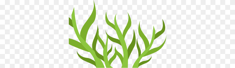 St Augustine Grass, Herbal, Herbs, Leaf, Plant Png