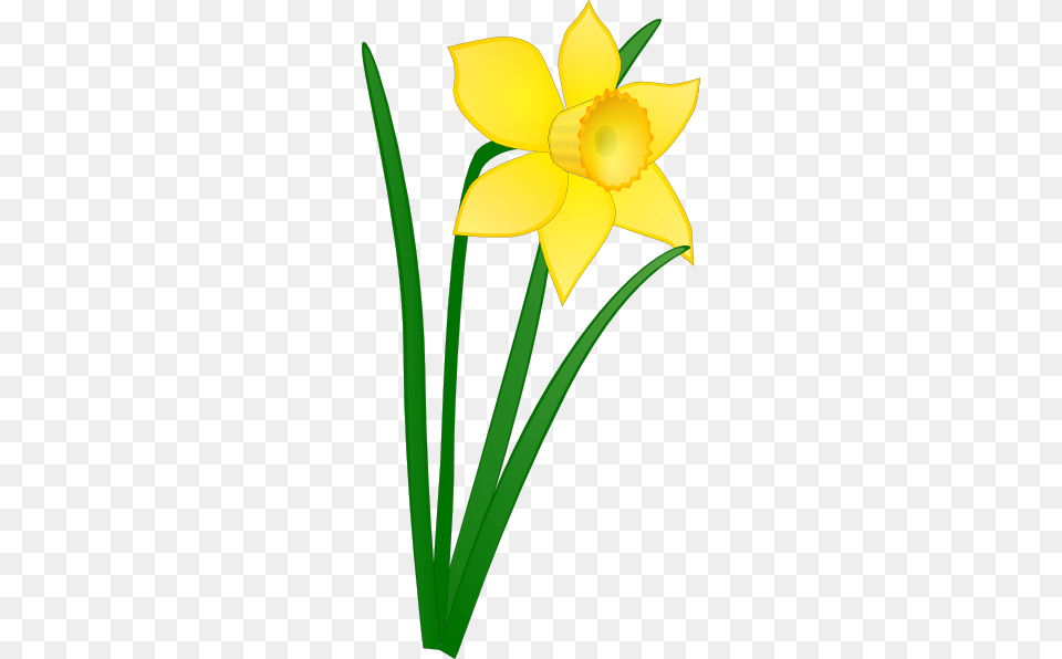 St Davids Day Free Vector Daffodil Clip Art Clip Art Flowers, Flower, Plant, Person Png