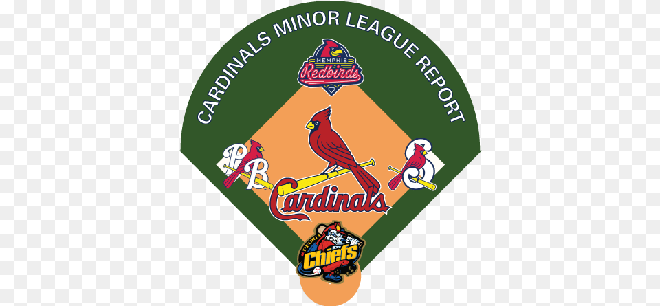 St Louis Cardinals, Animal, Bird, People, Person Png Image