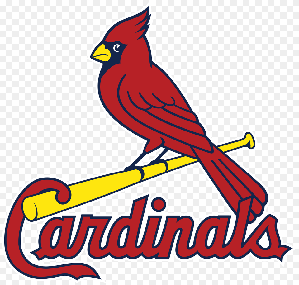 St Louis Cardinals, Animal, Bird, Cardinal Png
