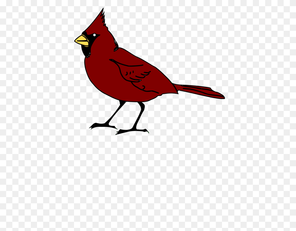 St Louis Cardinals Northern Cardinal Computer Icons Download Animal, Bird Free Transparent Png