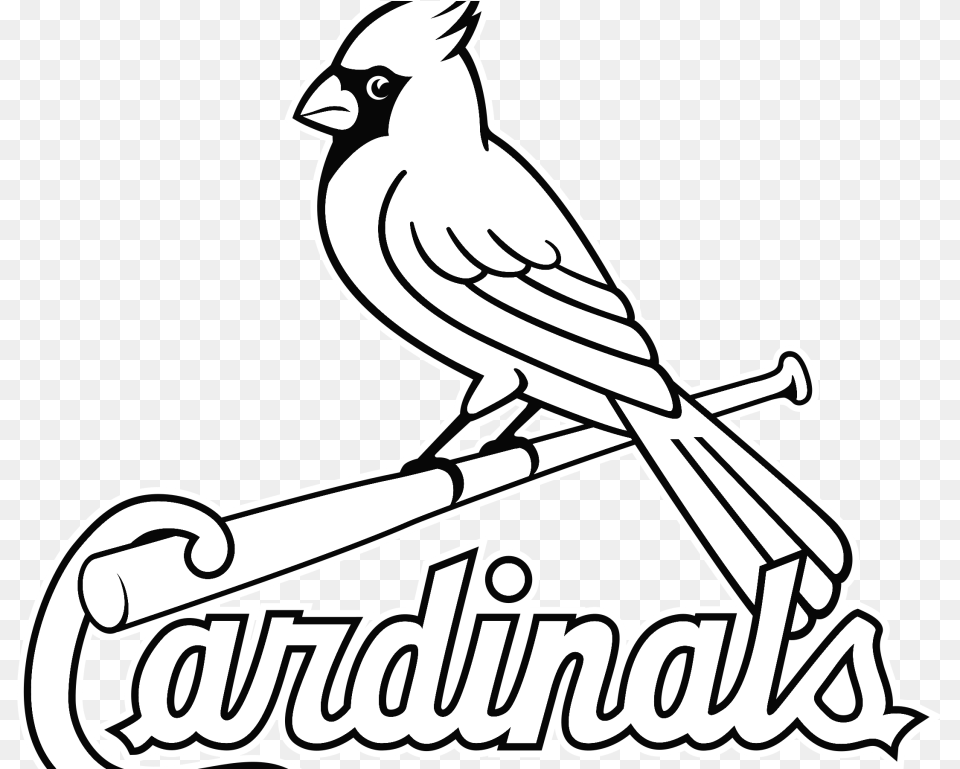 St Louis Cardinals Wallpaper St Louis Cardinals Coloring Pages, Animal, Bird, Jay Free Png Download