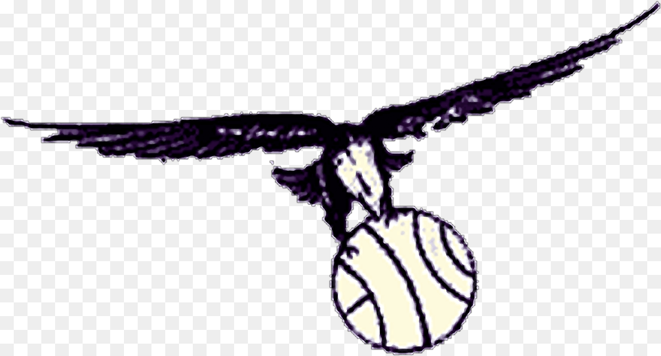 St Louis Hawks Logo, Animal, Bird, Flying, Vulture Free Png Download