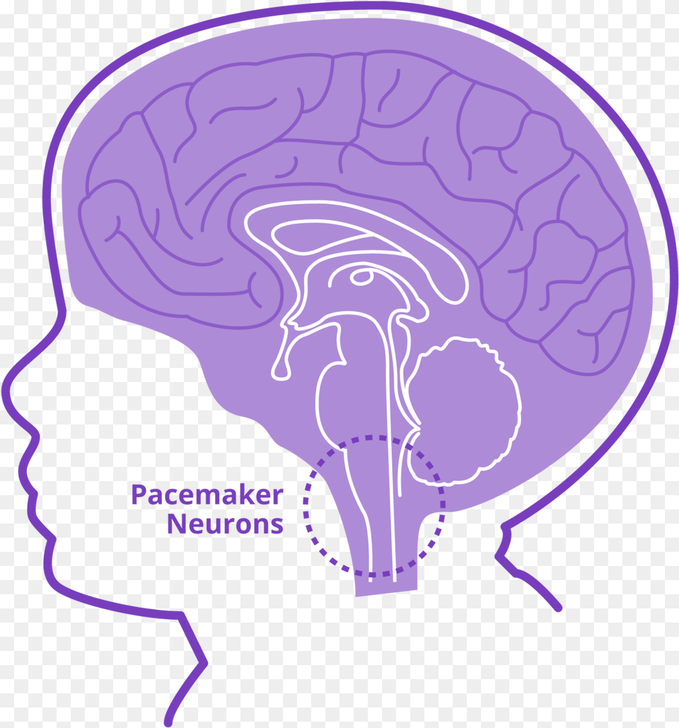 Stabilizes Pacemaker Neurons Illustration, Ct Scan Free Png