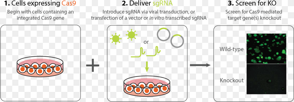 Stable Cell Line Png