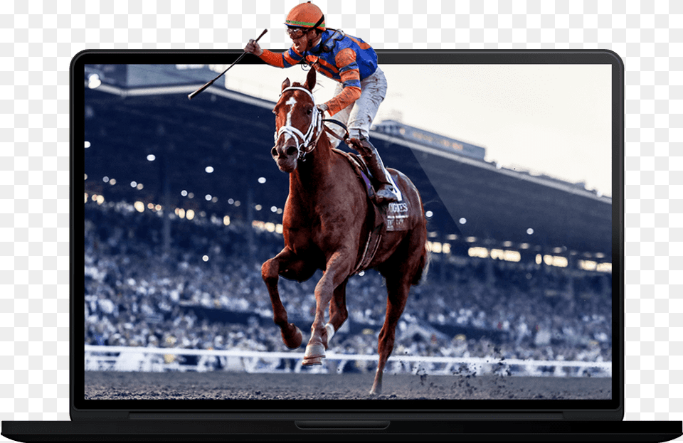 Stableduel Lcd, Polo, Mammal, People, Horse Free Png