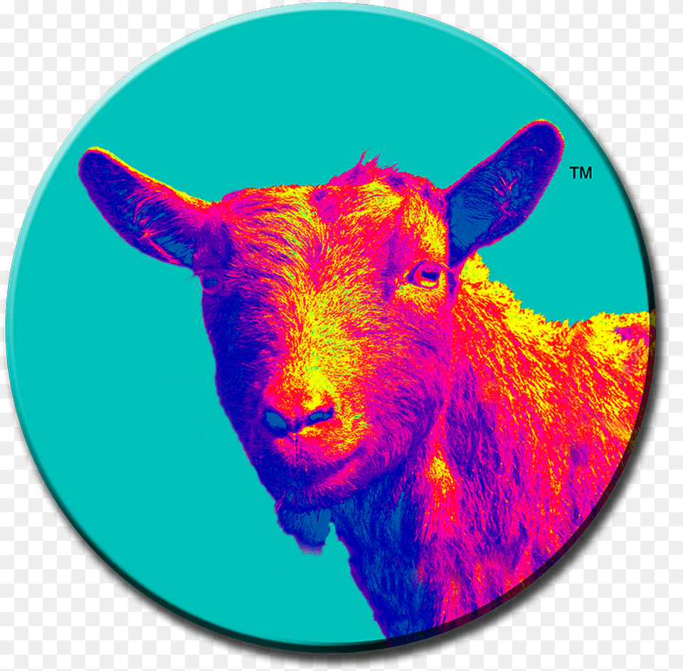 Stacy Goat Pins No Type 10 Sheep, Photography, Livestock, Animal, Mammal Png