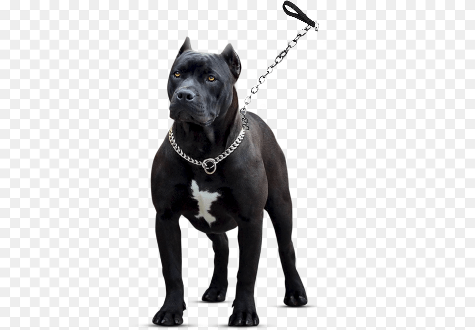 Staffordshire Bull Terrier, Animal, Canine, Dog, Mammal Free Transparent Png