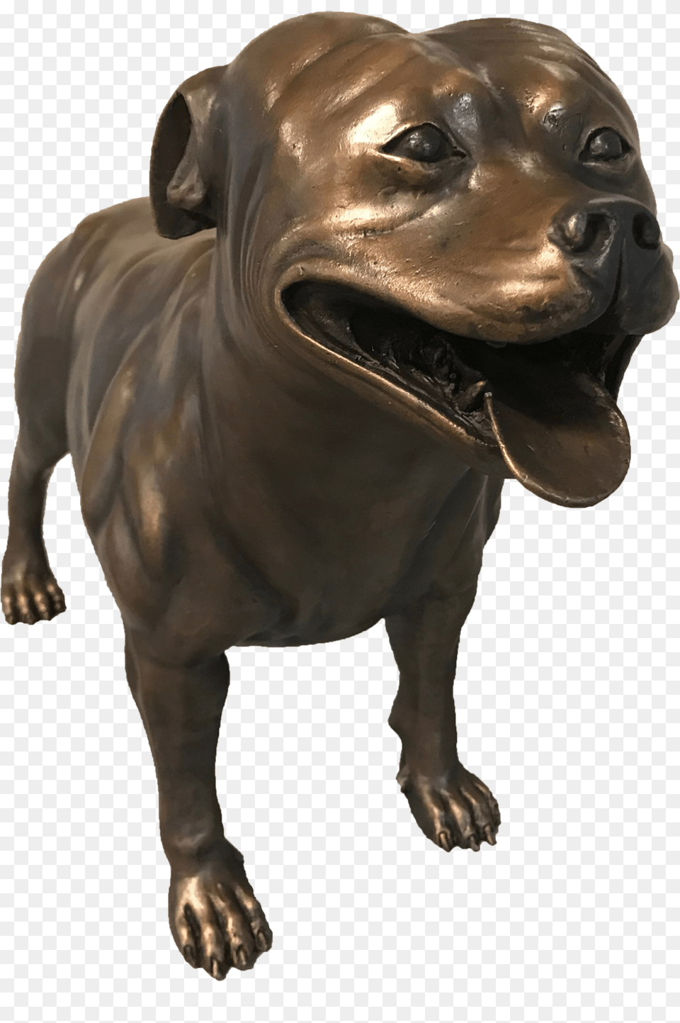 Staffordshire Bull Terrier, Bronze, Baby, Person Png