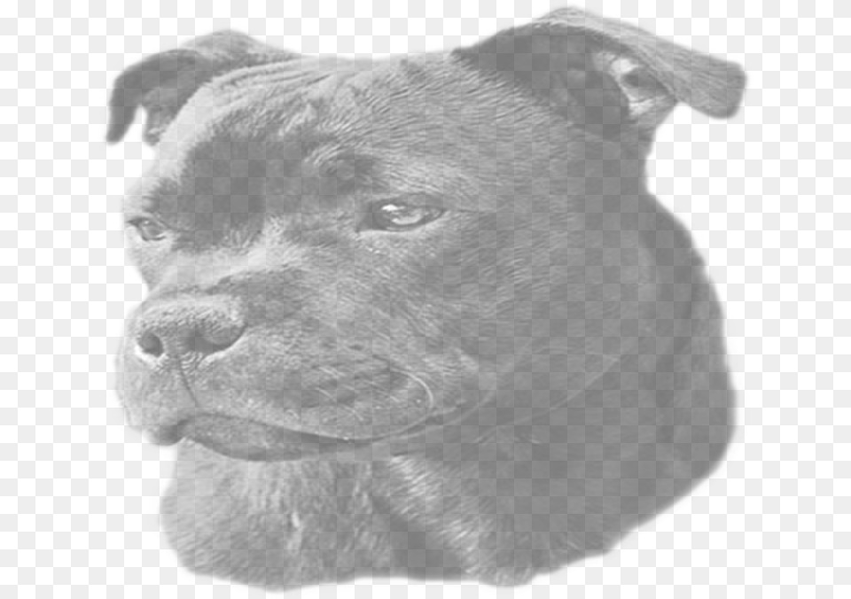 Staffordshire Bull Terrier Download Staffordshire Bull Terrier, Animal, Bulldog, Canine, Dog Free Transparent Png