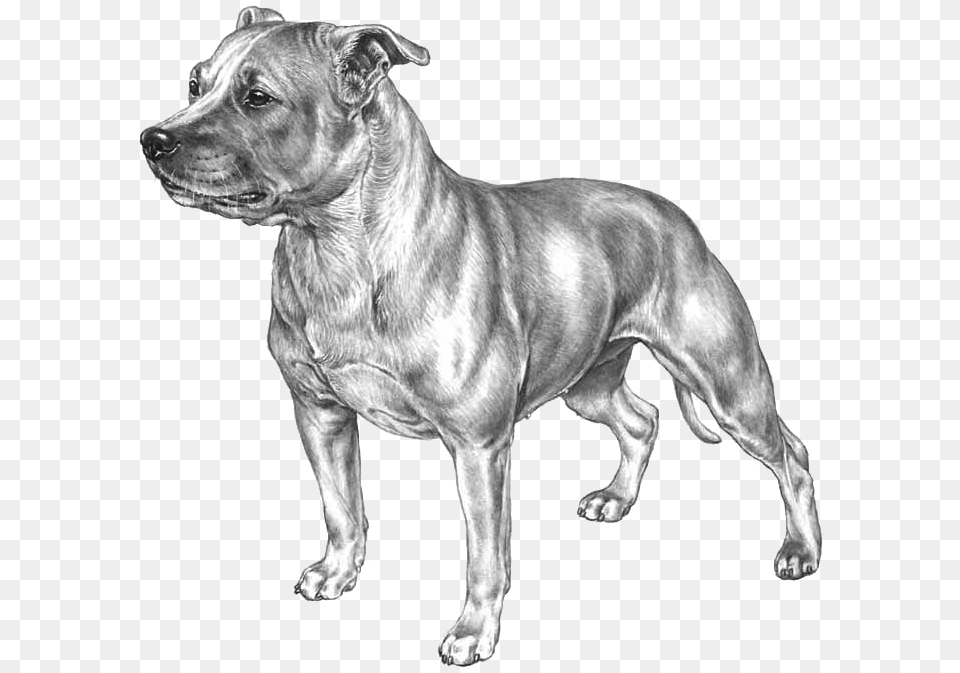 Staffordshire Bull Terrier Kopiere, Art, Animal, Canine, Dog Free Png