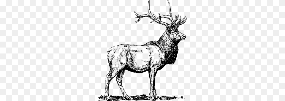 Stag Gray Free Transparent Png