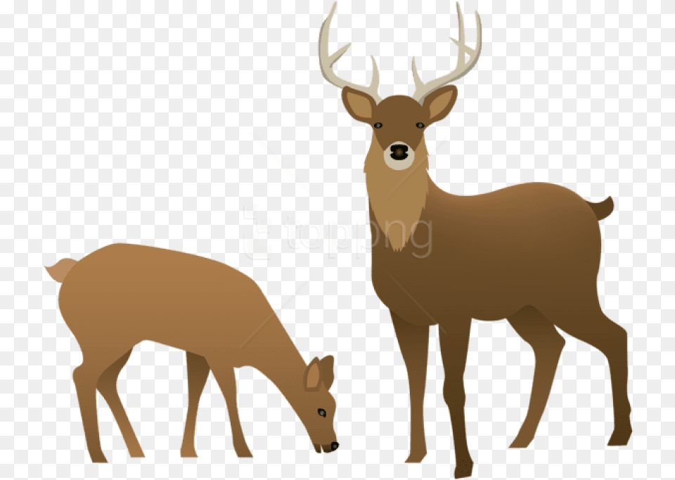 Stag And Doe Images Deer Clipart Background, Animal, Mammal, Wildlife, Elk Png