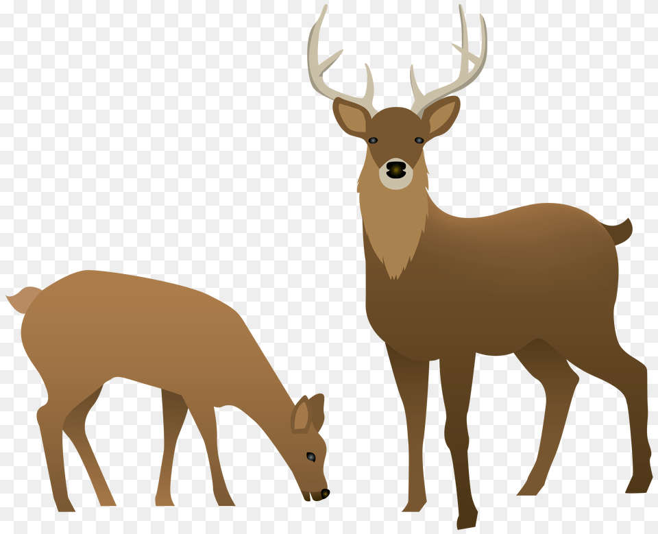 Stag And Doe Animal, Deer, Mammal, Wildlife Free Transparent Png