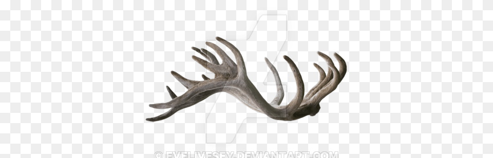 Stag Antlers, Antler, Animal, Fish, Sea Life Free Png