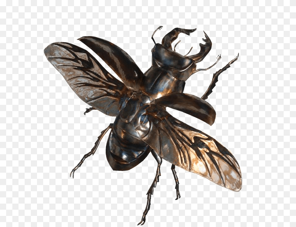 Stag Beetle In Flight, Animal, Bee, Insect, Invertebrate Free Png