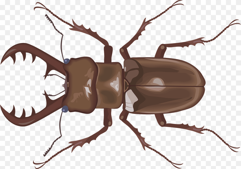 Stag Beetle Insect Clipart, Animal, Fish, Sea Life, Shark Png