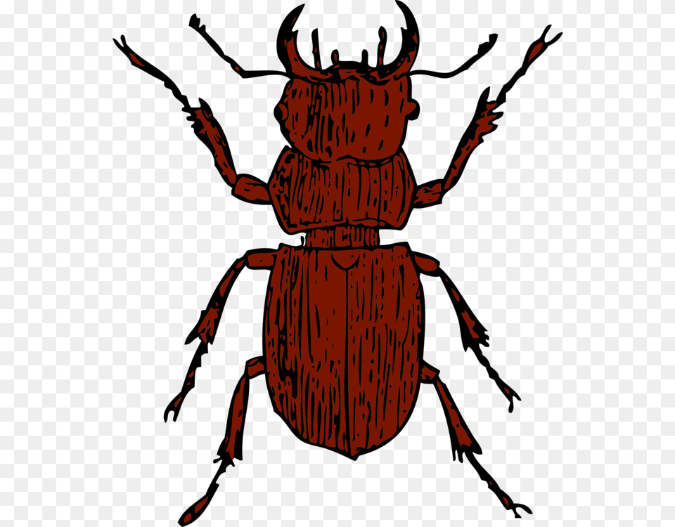 Stag Beetle Lucanini Drawing Arthropod, Person, Animal, Dung Beetle, Insect Free Transparent Png