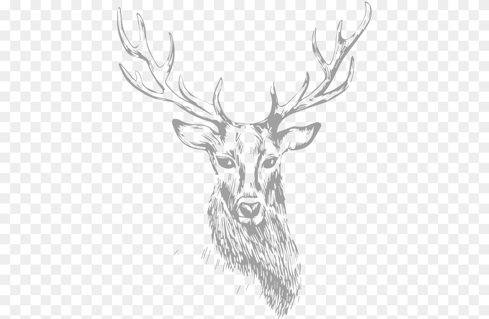 Stag Drawing, Animal, Deer, Mammal, Wildlife Free Transparent Png
