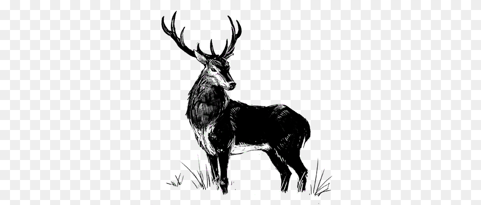 Stag Elk, Silhouette, Animal, Deer, Mammal Free Transparent Png
