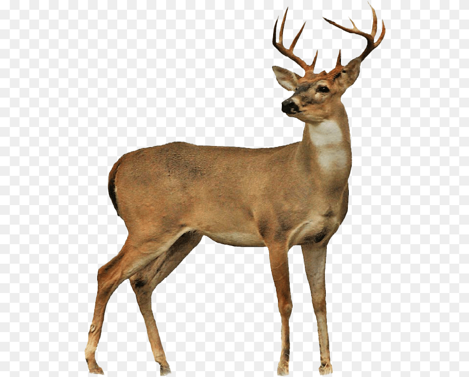 Stag Free Transparent Background Deer Clipart, Animal, Antelope, Mammal, Wildlife Png