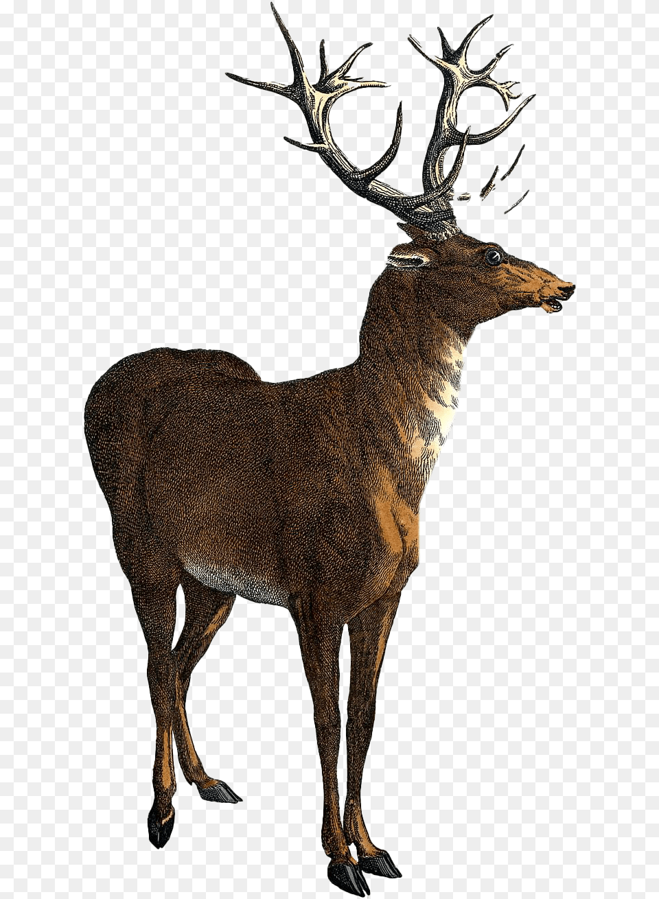 Stag Images Red Deer Clipart, Animal, Mammal, Wildlife, Antelope Png