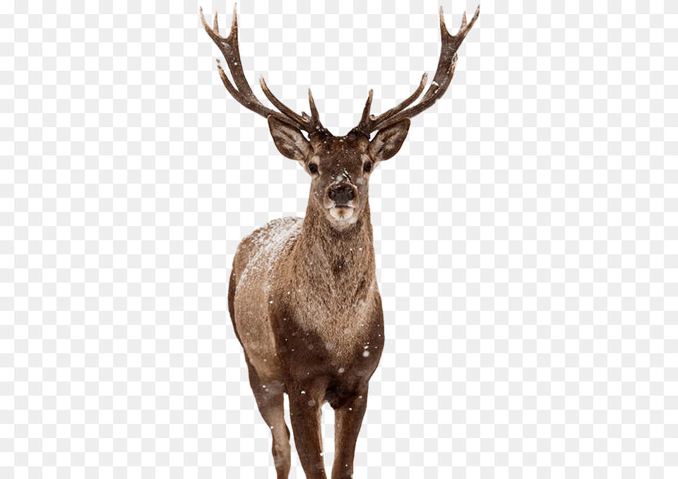 Stag Photo Background Deer Poster, Animal, Antelope, Elk, Mammal Png