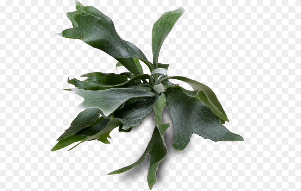 Staghorn Fern Staghorn Ferns, Leaf, Plant, Potted Plant, Flower Free Png