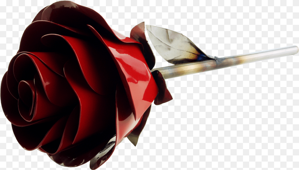 Stainless Rose Fire Engine Red Red Rose Fire, Flower, Plant, Gun, Weapon Free Transparent Png