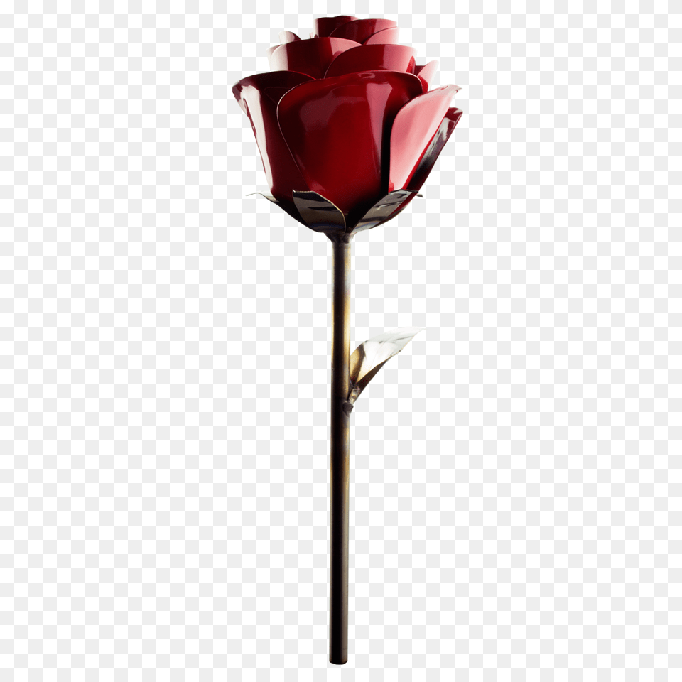 Stainless Rose Fire Engine Red Tailored Group, Flower, Plant, Petal, Tulip Png Image