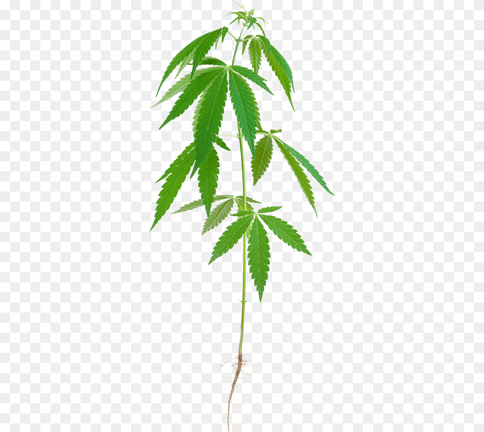 Stalk Of Hemp Download Weed, Leaf, Plant, Herbal, Herbs Png