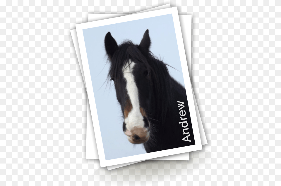 Stallion, Animal, Horse, Mammal Png Image