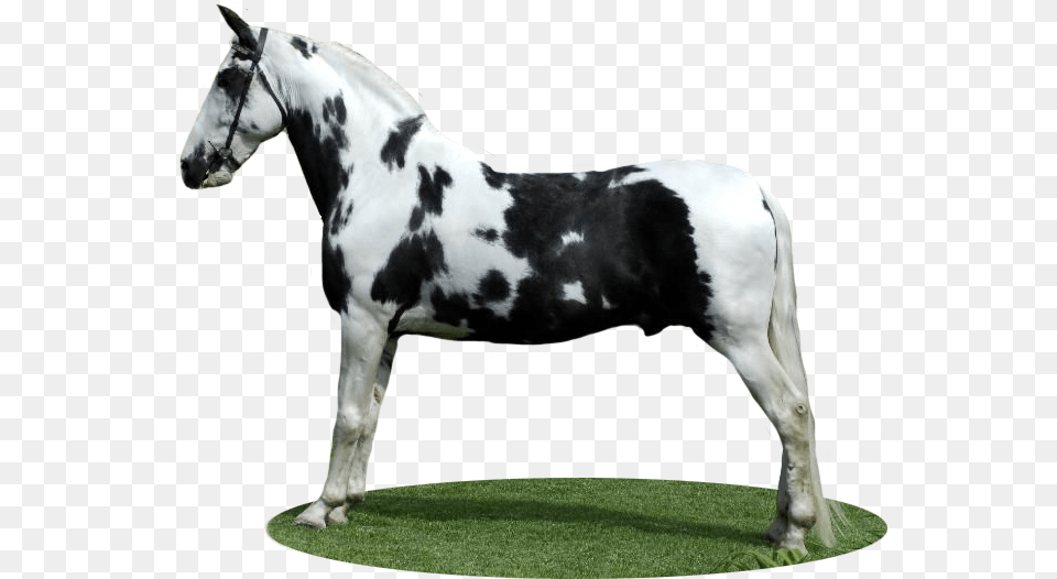 Stallion, Andalusian Horse, Animal, Horse, Mammal Free Transparent Png