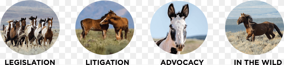 Stallion, Animal, Colt Horse, Horse, Mammal Free Png
