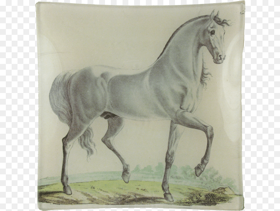 Stallion, Art, Drawing, Animal, Horse Free Png