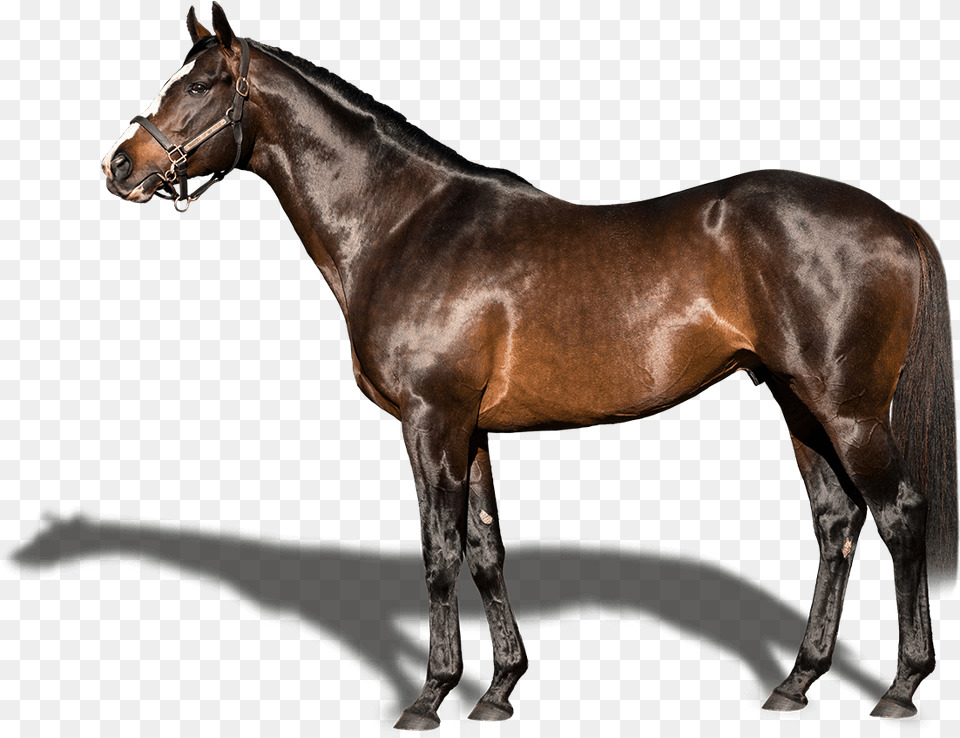 Stallion, Animal, Horse, Mammal, Andalusian Horse Free Png