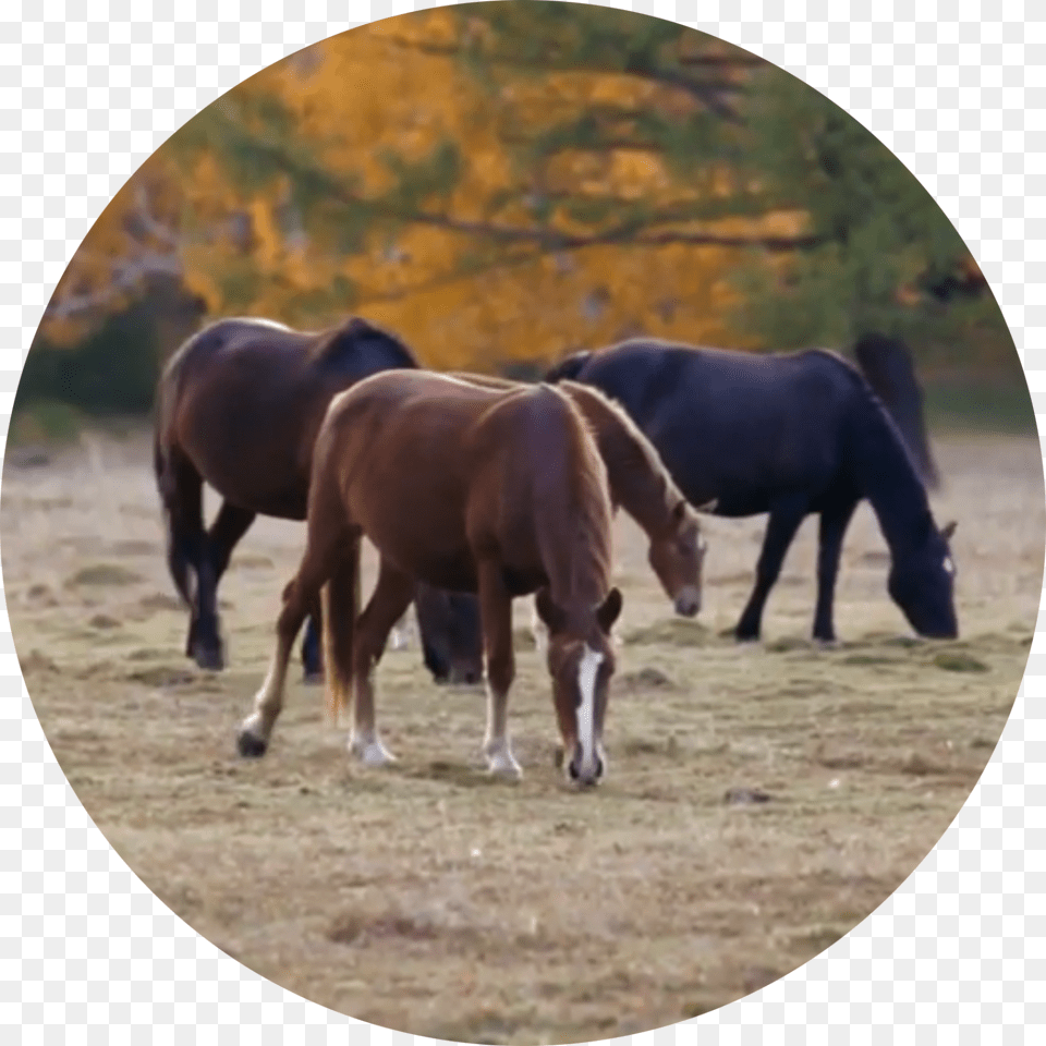 Stallion, Animal, Mammal, Horse, Outdoors Png