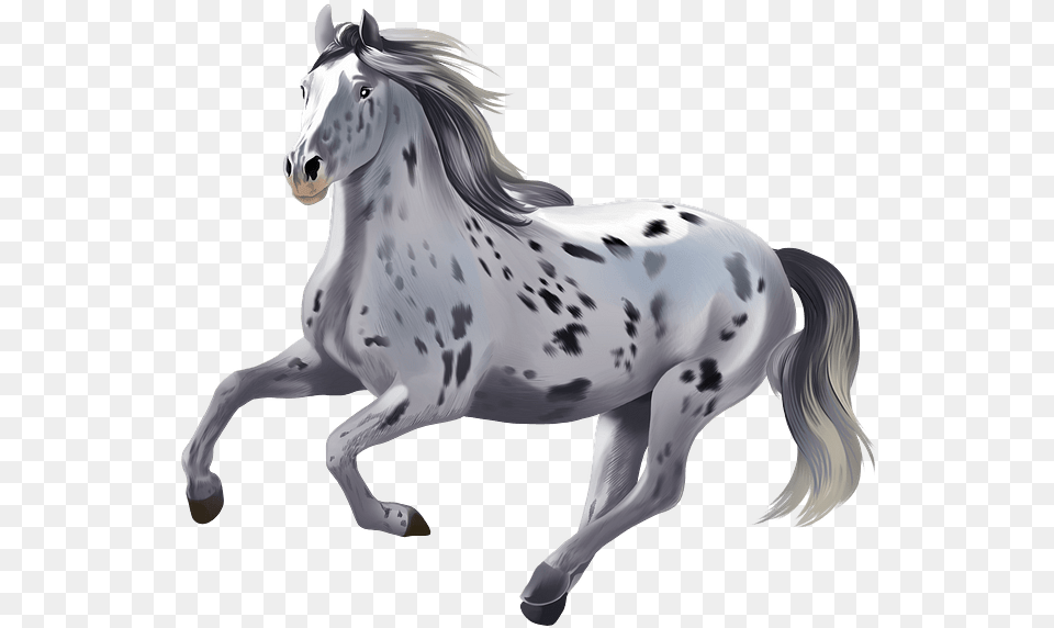 Stallion, Animal, Horse, Mammal, Andalusian Horse Free Transparent Png