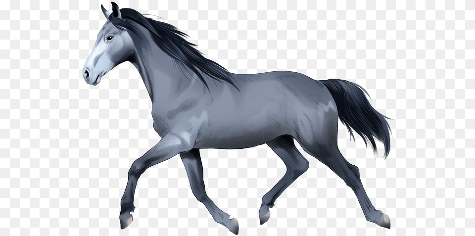 Stallion, Andalusian Horse, Animal, Horse, Mammal Free Png