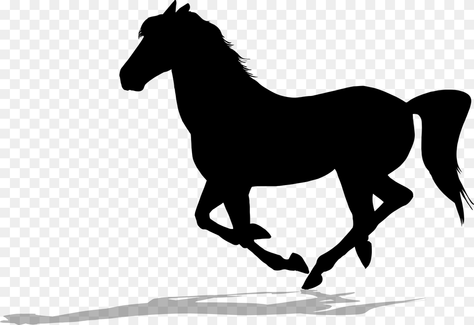 Stallion, Gray Free Png