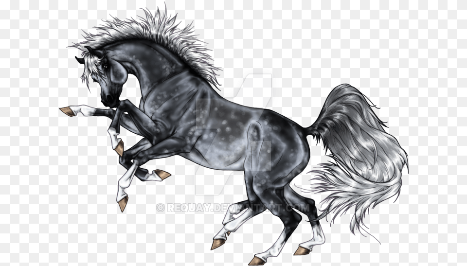 Stallion, Andalusian Horse, Animal, Horse, Mammal Png Image