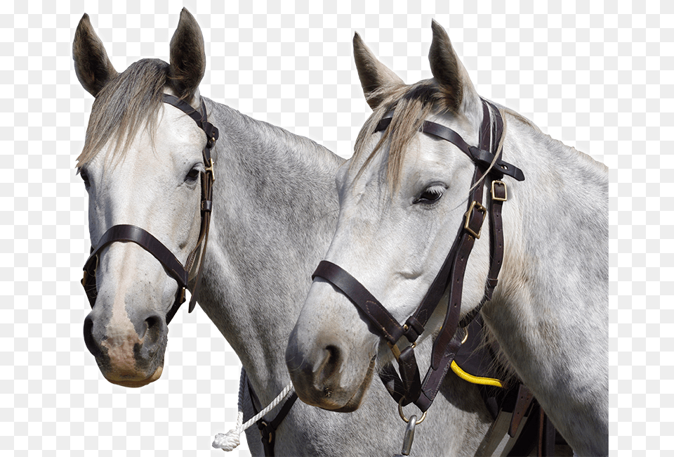 Stallion, Andalusian Horse, Animal, Horse, Mammal Png Image