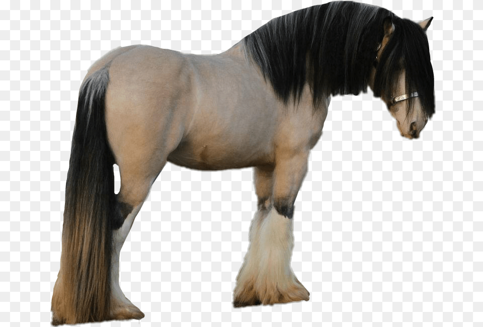 Stallion, Animal, Horse, Mammal, Colt Horse Png Image